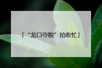 “龙口夺粮”抢收忙