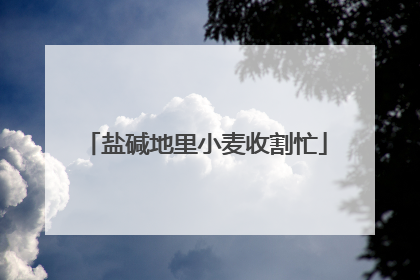 盐碱地里小麦收割忙