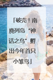 破壳！南麂列岛“神话之鸟”孵出今年首只小雏鸟
