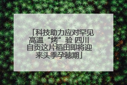 科技助力应对罕见高温“烤”验 四川自贡这片稻田即将迎来头季孕穗期