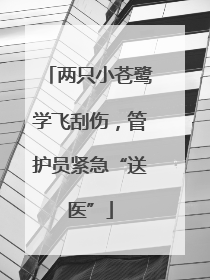两只小苍鹭学飞刮伤，管护员紧急“送医”