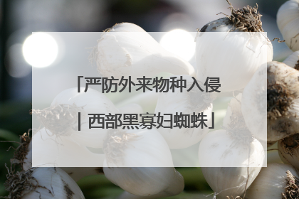 严防外来物种入侵｜西部黑寡妇蜘蛛