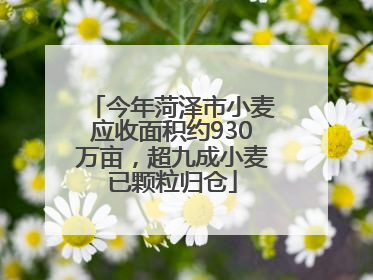 今年菏泽市小麦应收面积约930万亩，超九成小麦已颗粒归仓