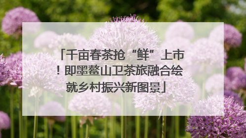 千亩春茶抢“鲜”上市！即墨鳌山卫茶旅融合绘就乡村振兴新图景