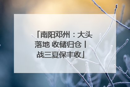 南阳邓州：大头落地 收储归仓丨战三夏保丰收