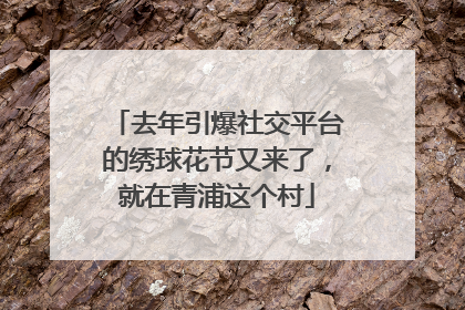 去年引爆社交平台的绣球花节又来了，就在青浦这个村