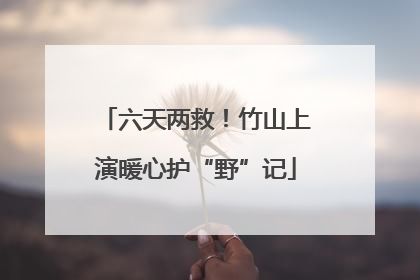 六天两救！竹山上演暖心护“野”记