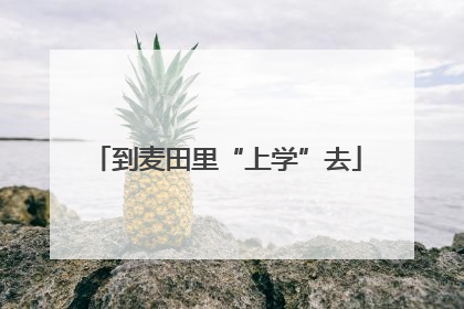到麦田里“上学”去