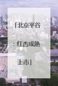 北京平谷：红杏成熟上市
