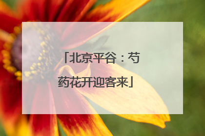 北京平谷：芍药花开迎客来