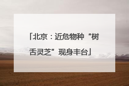 北京：近危物种“树舌灵芝”现身丰台