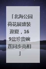 北海公园荷花展盛装迎夏，169盆珍贵碗莲同步亮相