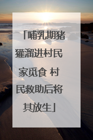 哺乳期猪獾溜进村民家觅食 村民救助后将其放生