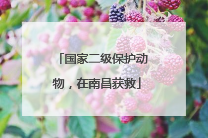 国家二级保护动物，在南昌获救