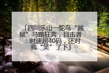 四川乐山一鸵鸟“越狱”马路狂奔，目击者：时速超40码，还对我“笑”了下