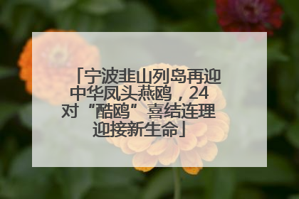 宁波韭山列岛再迎中华凤头燕鸥，24对“酷鸥”喜结连理迎接新生命