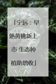 宁远：早熟黄桃新上市 生态种植助增收