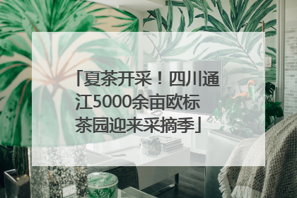 夏茶开采！四川通江5000余亩欧标茶园迎来采摘季