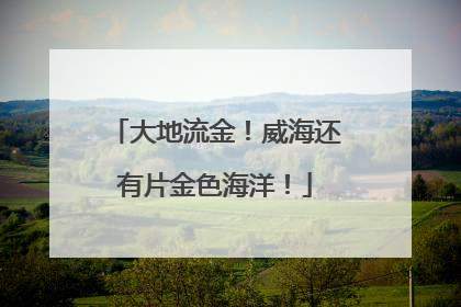 大地流金！威海还有片金色海洋！