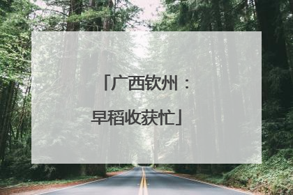 广西钦州：早稻收获忙