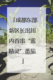 成都东部新区长出川内首串“蓝精灵”番茄