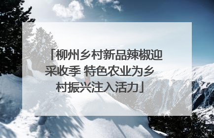 柳州乡村新品辣椒迎采收季 特色农业为乡村振兴注入活力
