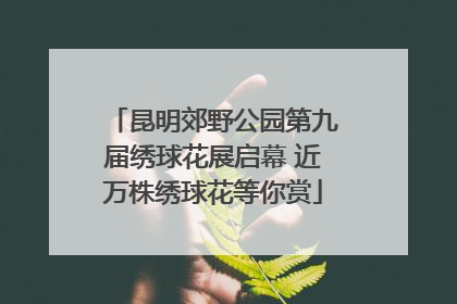 昆明郊野公园第九届绣球花展启幕 近万株绣球花等你赏
