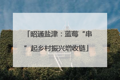 昭通盐津：蓝莓“串”起乡村振兴增收链
