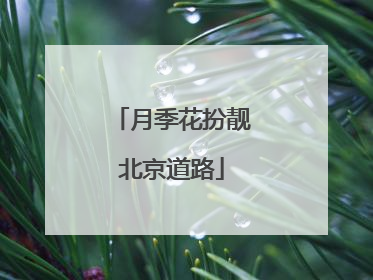 月季花扮靓北京道路