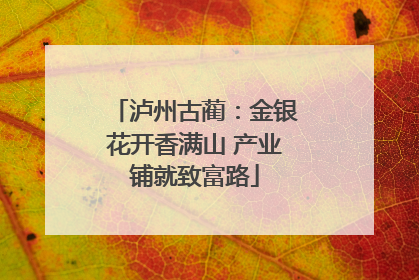 泸州古蔺：金银花开香满山 产业铺就致富路