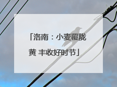 洛南：小麦覆陇黄 丰收好时节