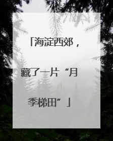 海淀西郊，藏了一片“月季梯田”
