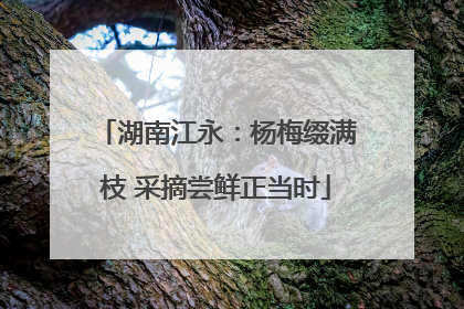 湖南江永：杨梅缀满枝 采摘尝鲜正当时