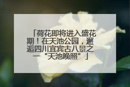 荷花即将进入盛花期！在天池公园，邂逅四川宜宾古八景之一“天池晚照”