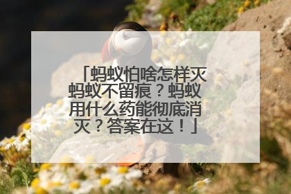 蚂蚁怕啥怎样灭蚂蚁不留痕？蚂蚁用什么药能彻底消灭？答案在这！