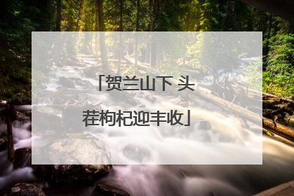 贺兰山下 头茬枸杞迎丰收