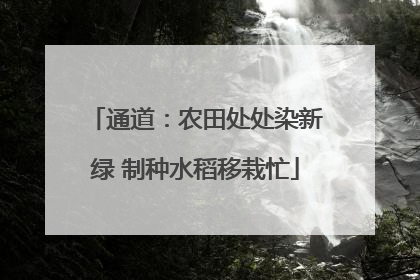 通道：农田处处染新绿 制种水稻移栽忙
