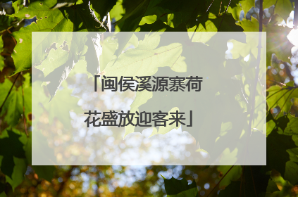 闽侯溪源寨荷花盛放迎客来