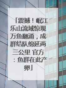 震撼！岷江乐山流域惊现万鱼翻涌，成群结队绵延两三公里 官方：鱼群在此产卵